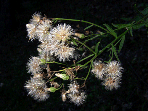 Baccharis plummerae ssp. plummerae in fruit